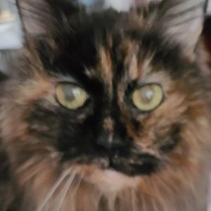 Meet your Posher, Donna